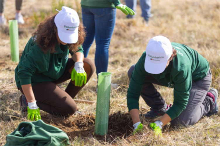 Iberdrola ha plantado más de tres millones de árboles y llegará a cinco a finales de año